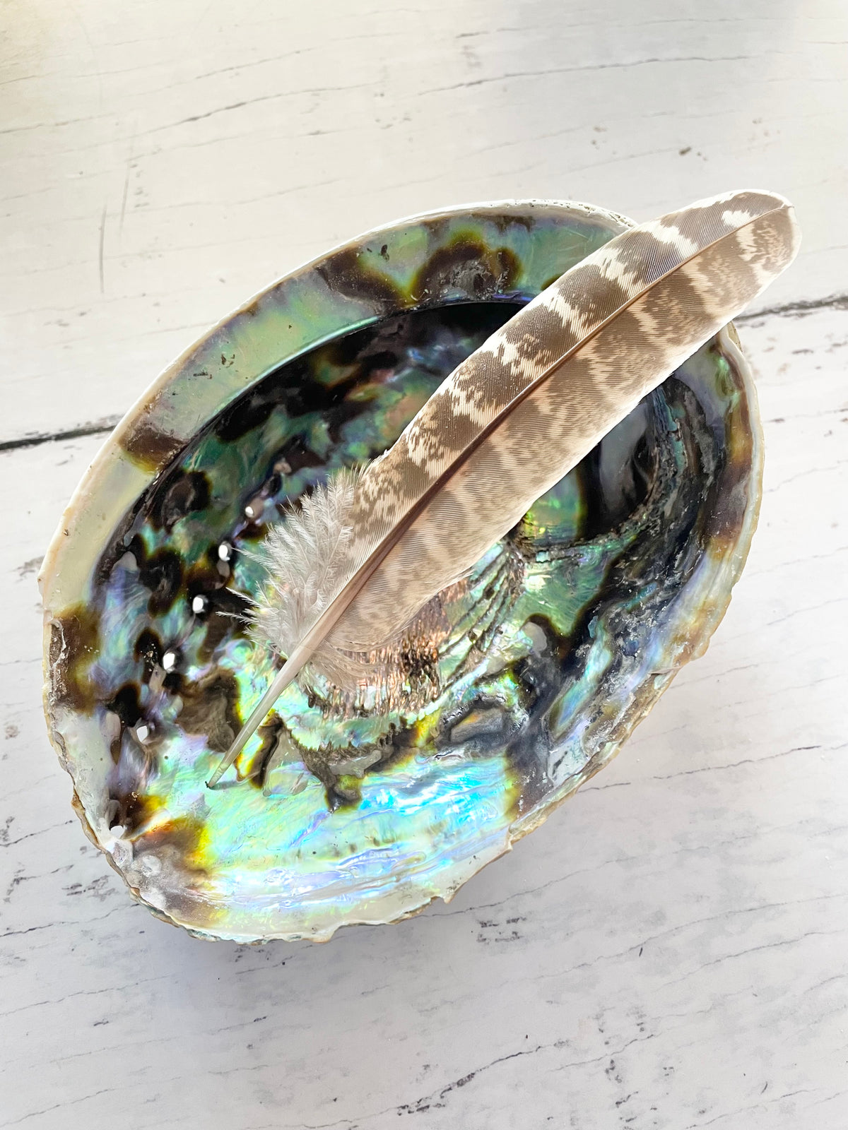 Abalone Shell Natural with Feather ~ Set of 2