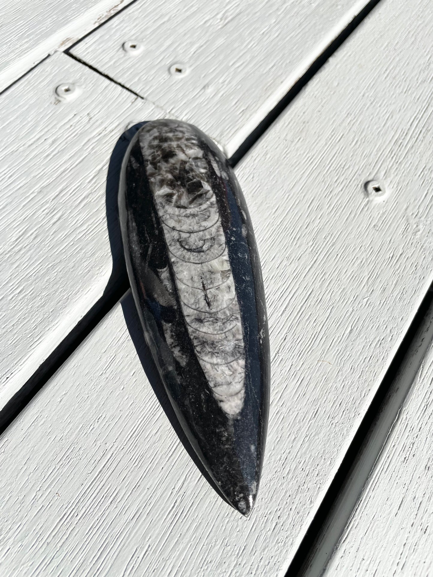 Orthoceras Fossil