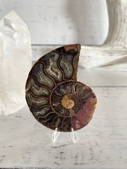 Ammonite