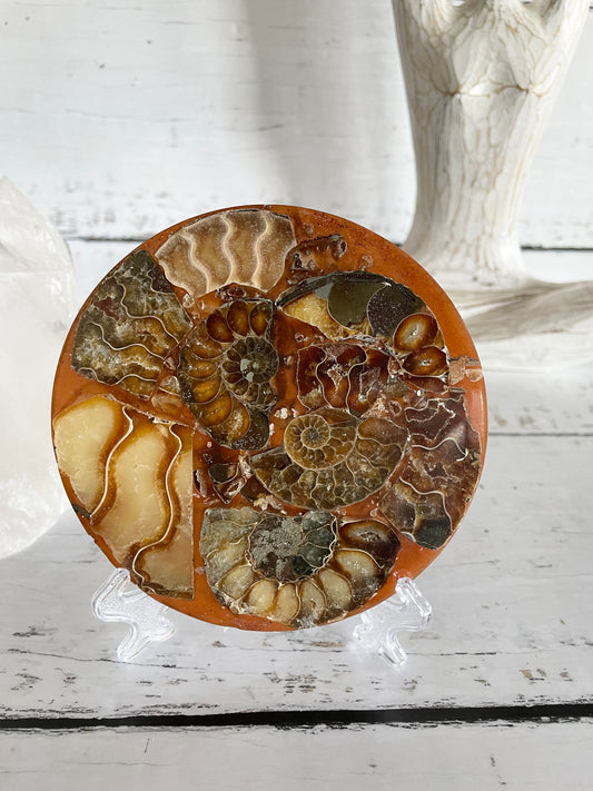 Ammonite Plate ~ 7