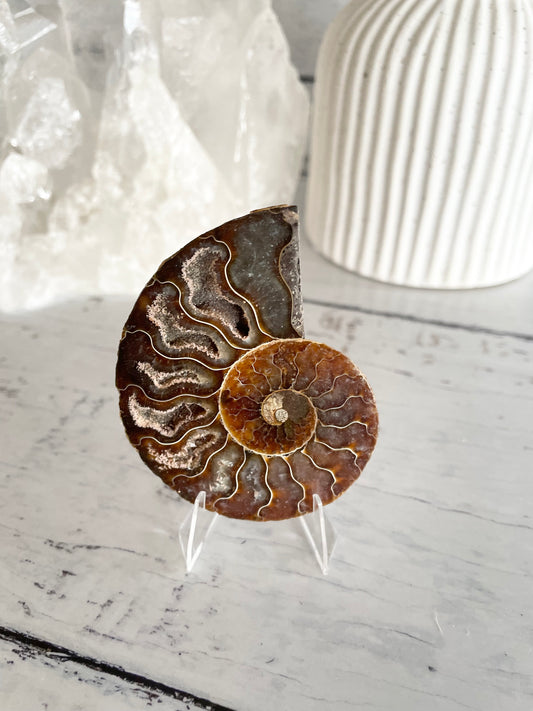 Ammonite Fossil