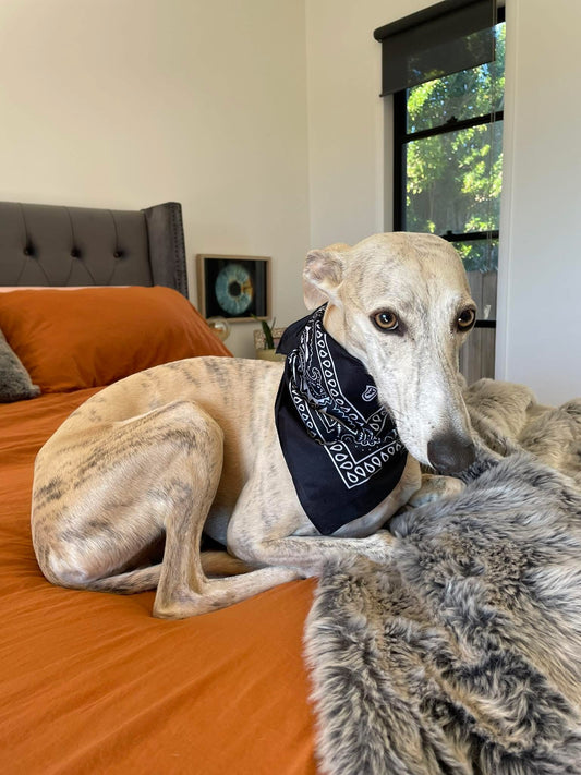 Doggy Bandana~ Black