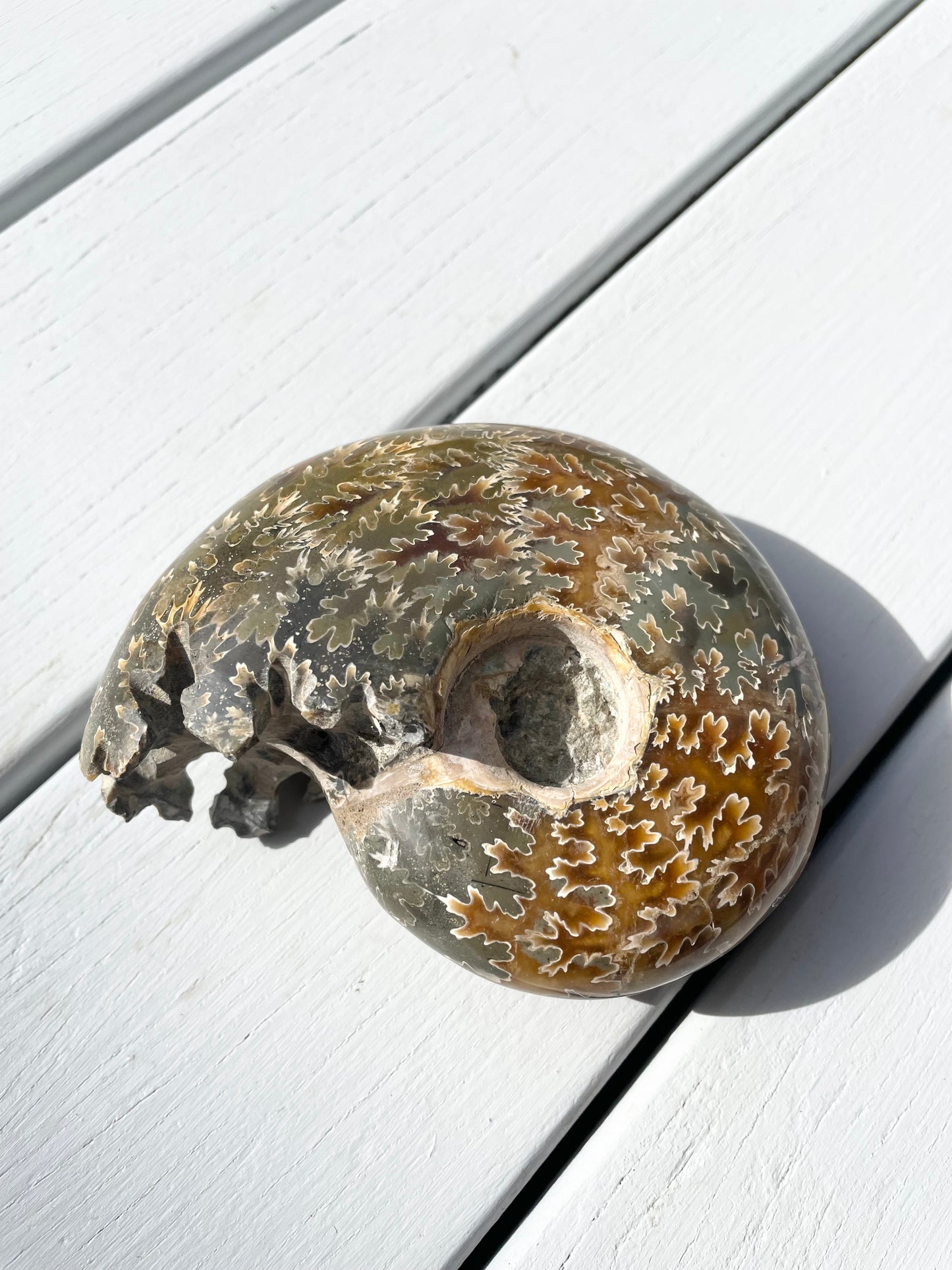 Ammonite Fossil
