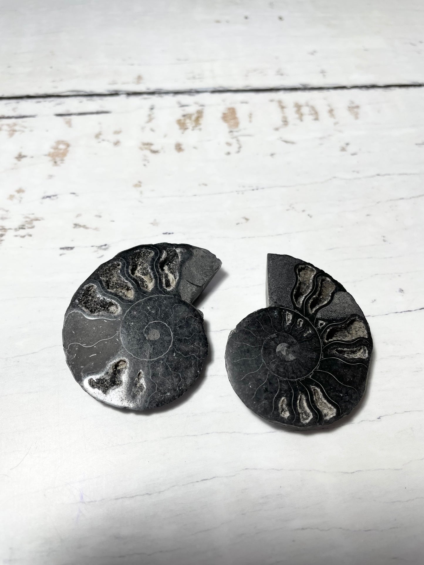 Black Ammonite Fossil Pair