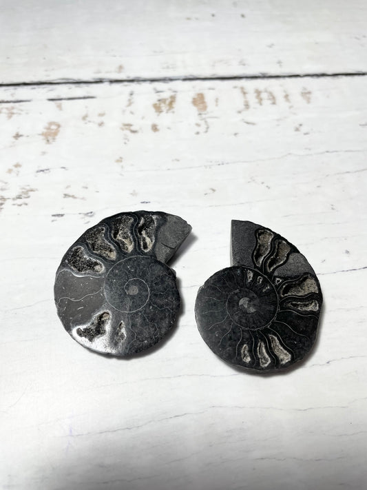 Black Ammonite Fossil Pair