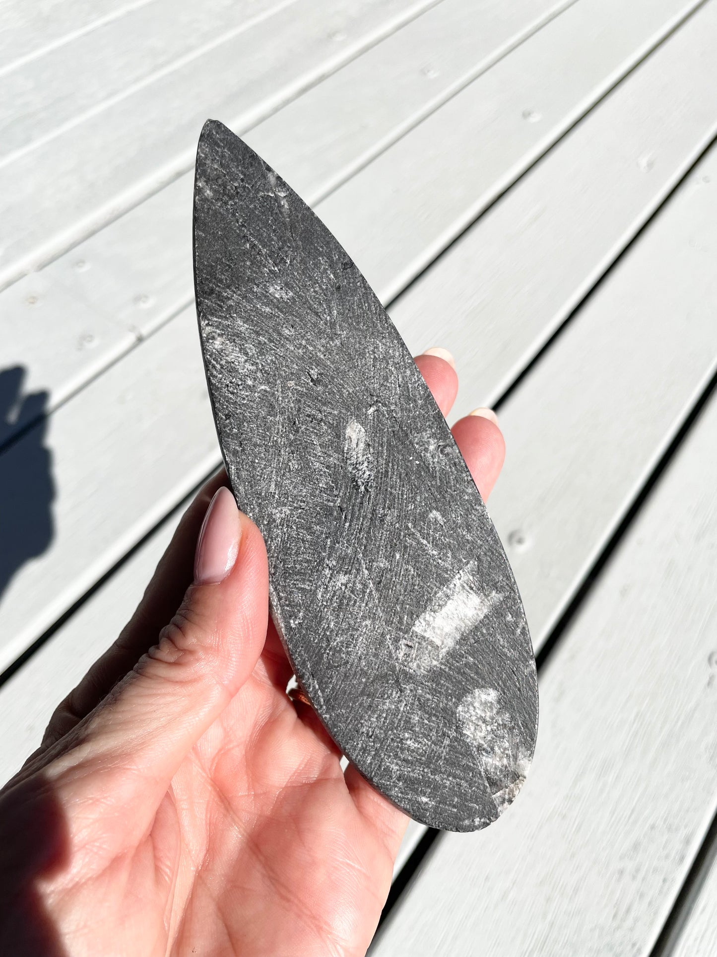 Orthoceras Fossil