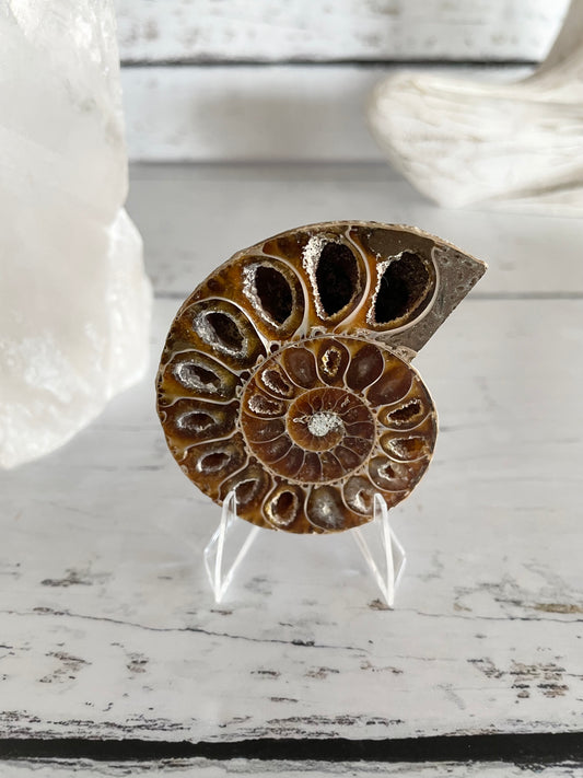 Ammonite