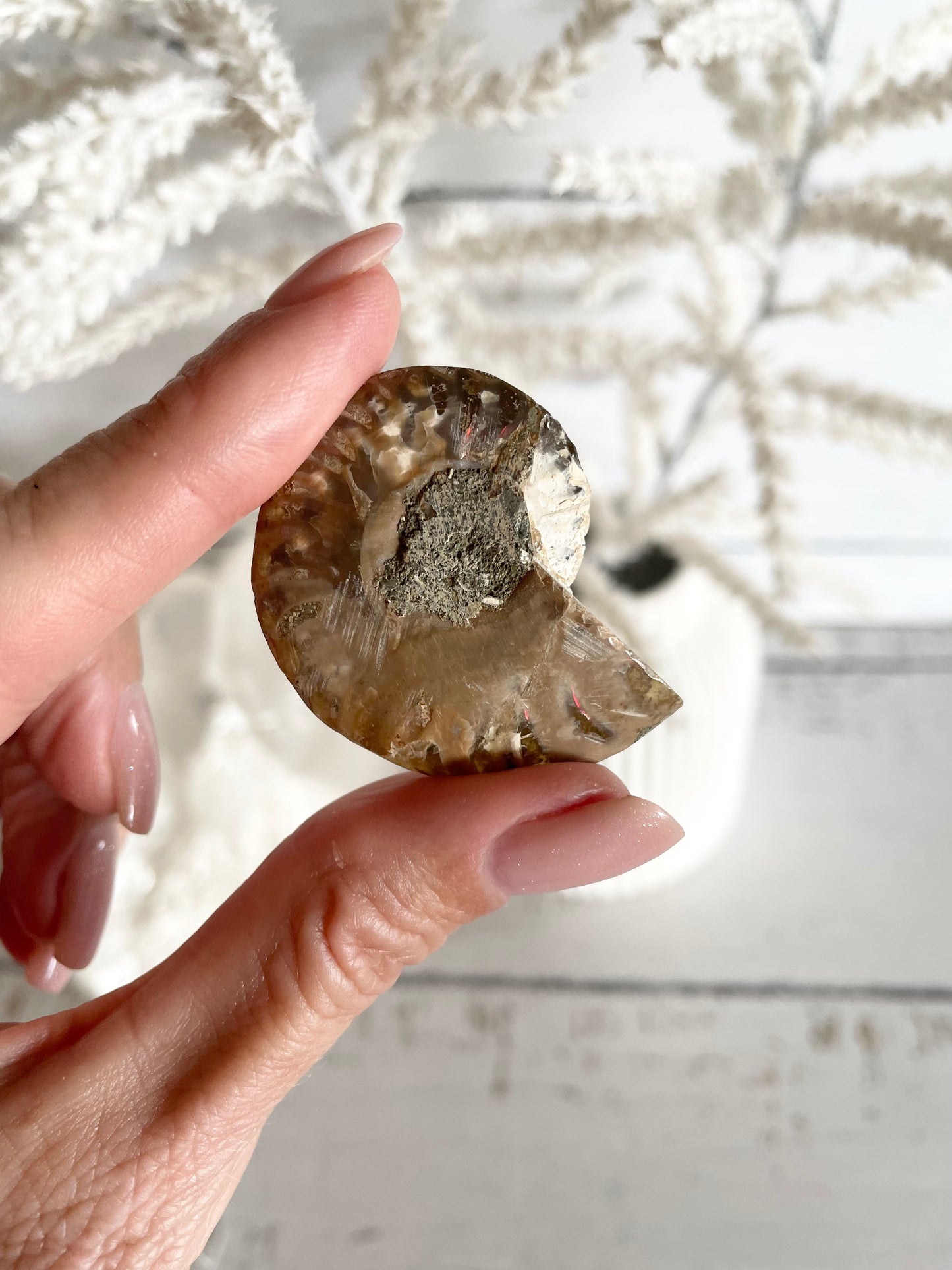 Ammonite Fossil