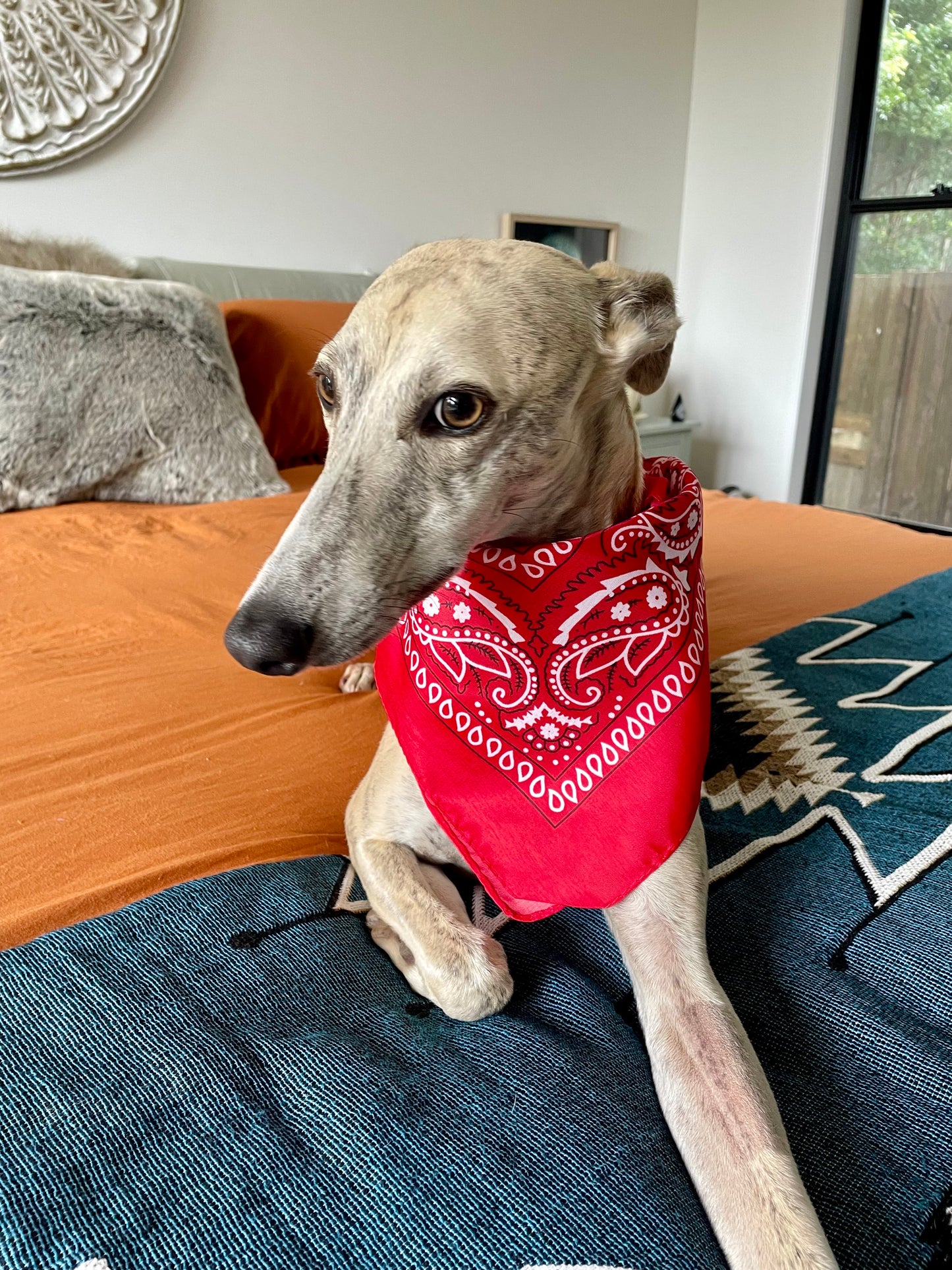 Doggy Bandana ~Racing Red