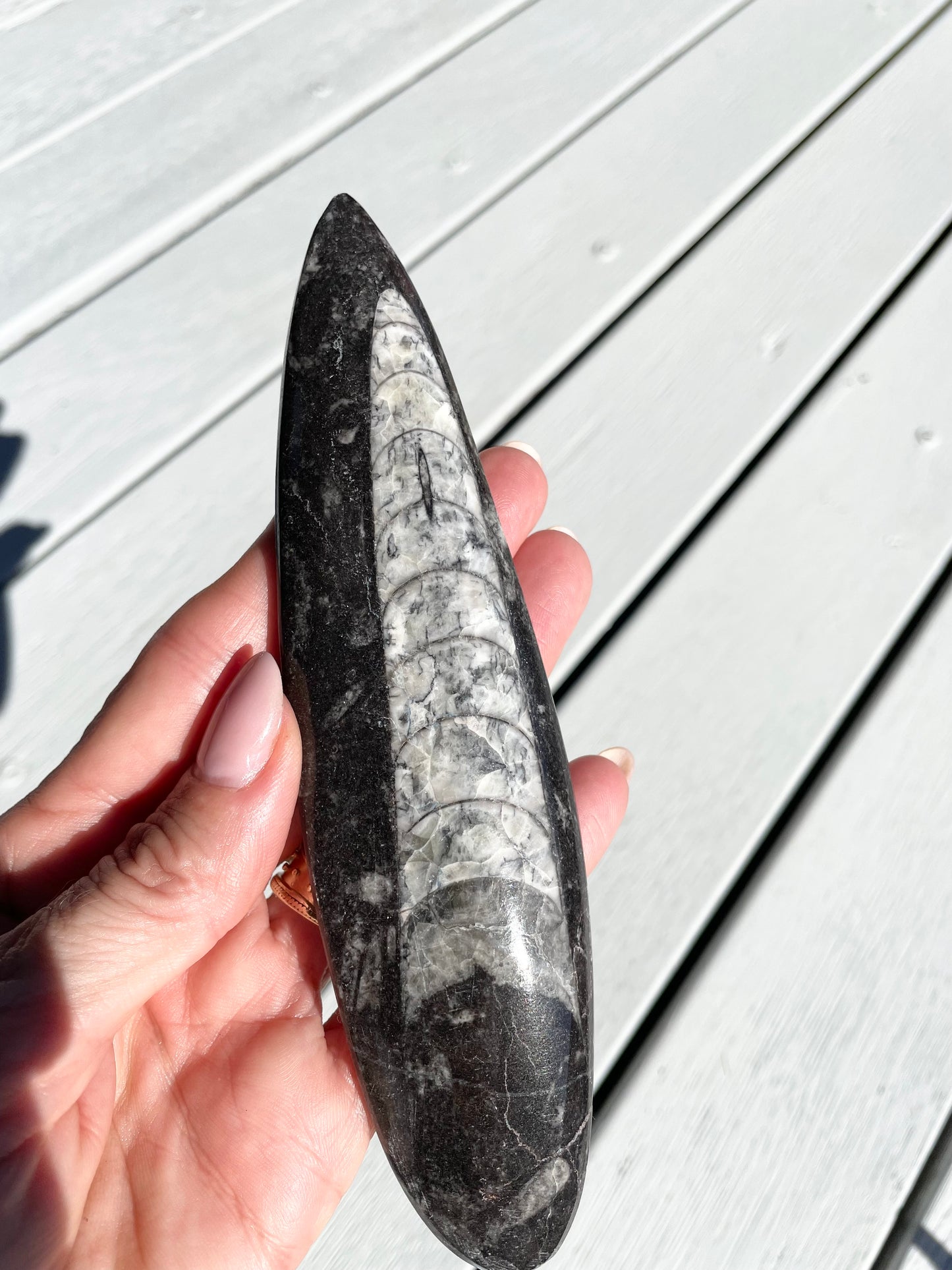 Orthoceras Fossil