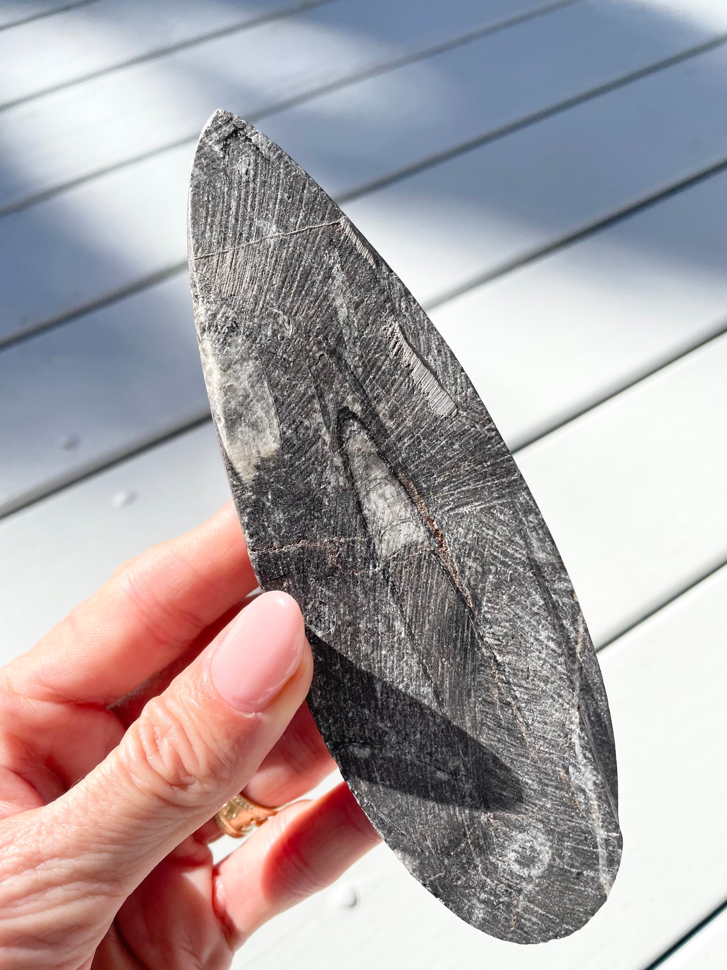 Orthoceras Fossil
