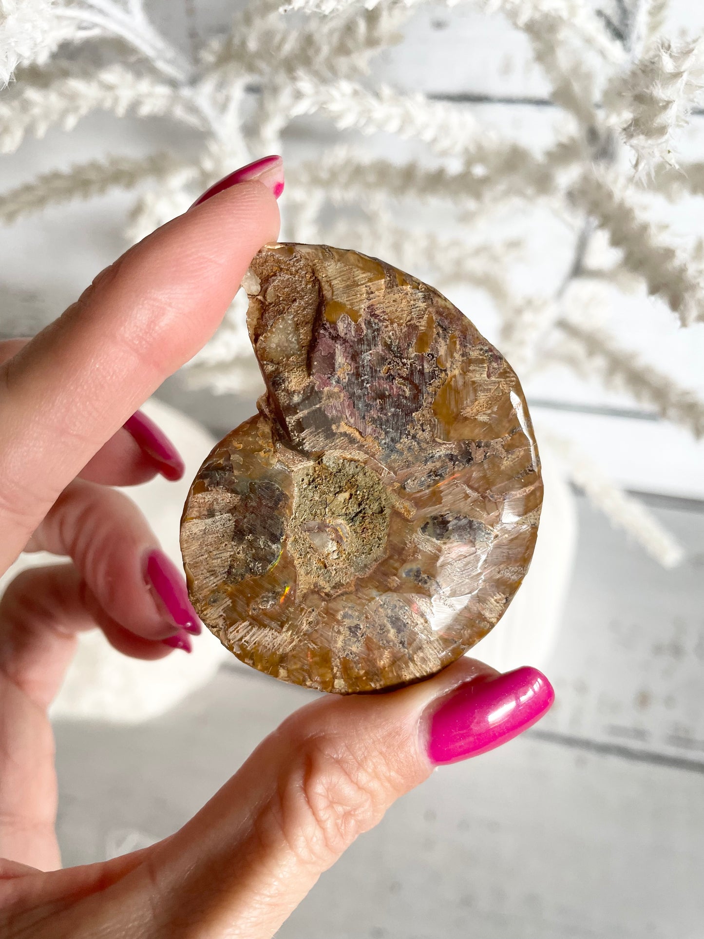 Ammonite Fossil