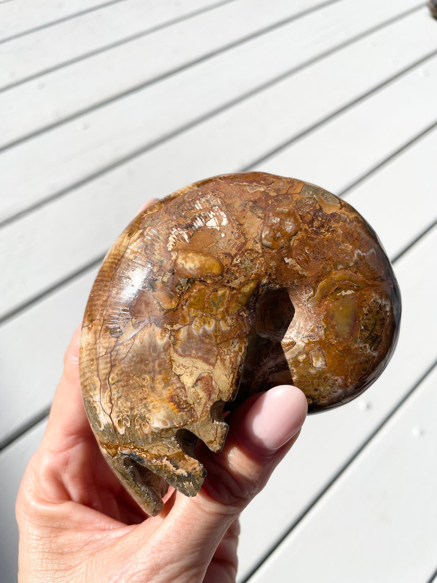 Ammonite Fossil