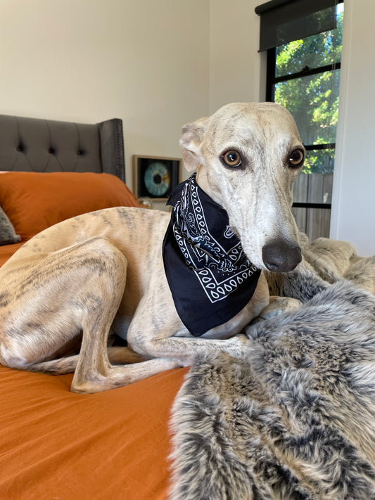 Doggy Bandana ~ Black Magick