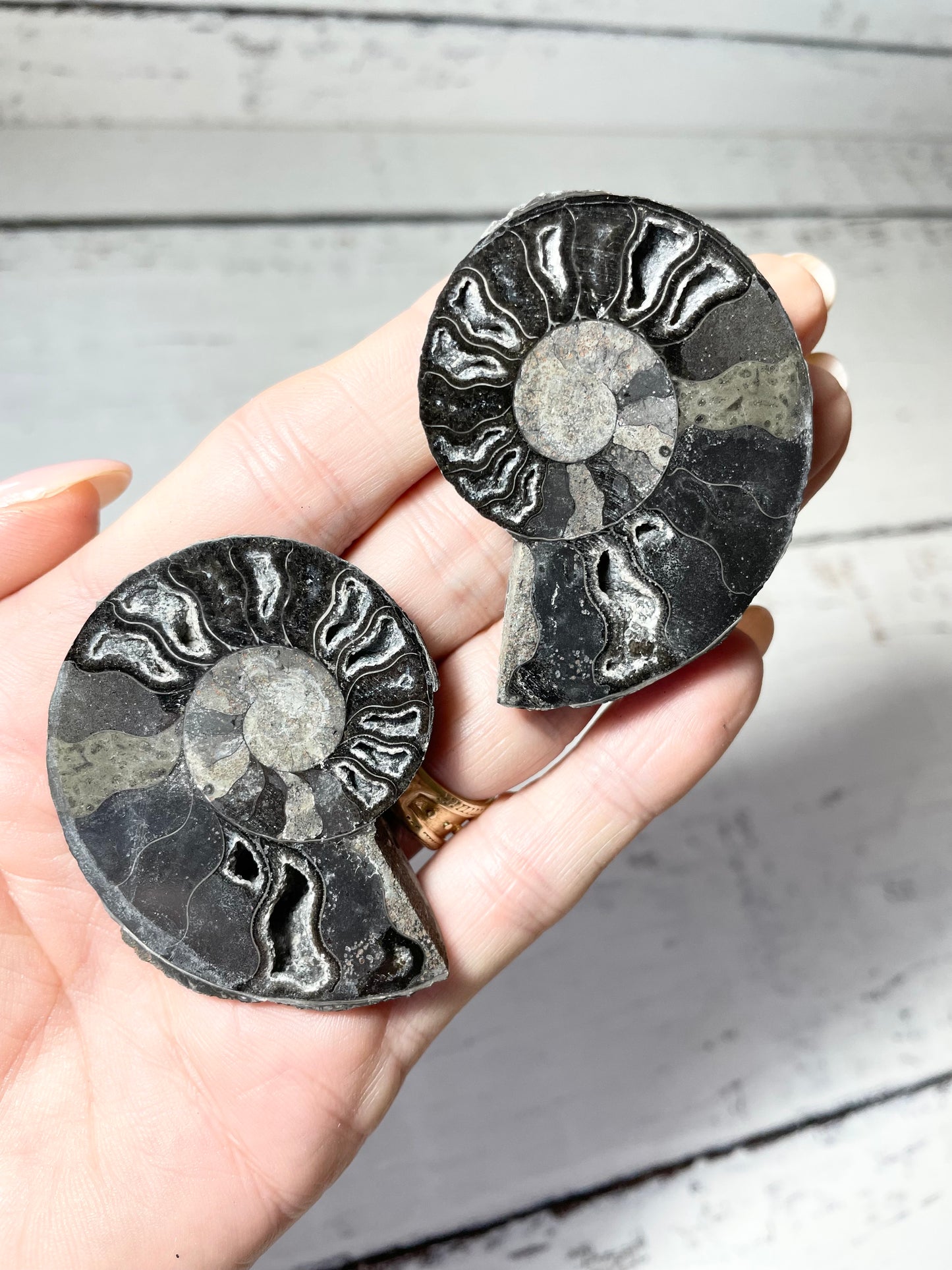 Black Ammonite Fossil Pair