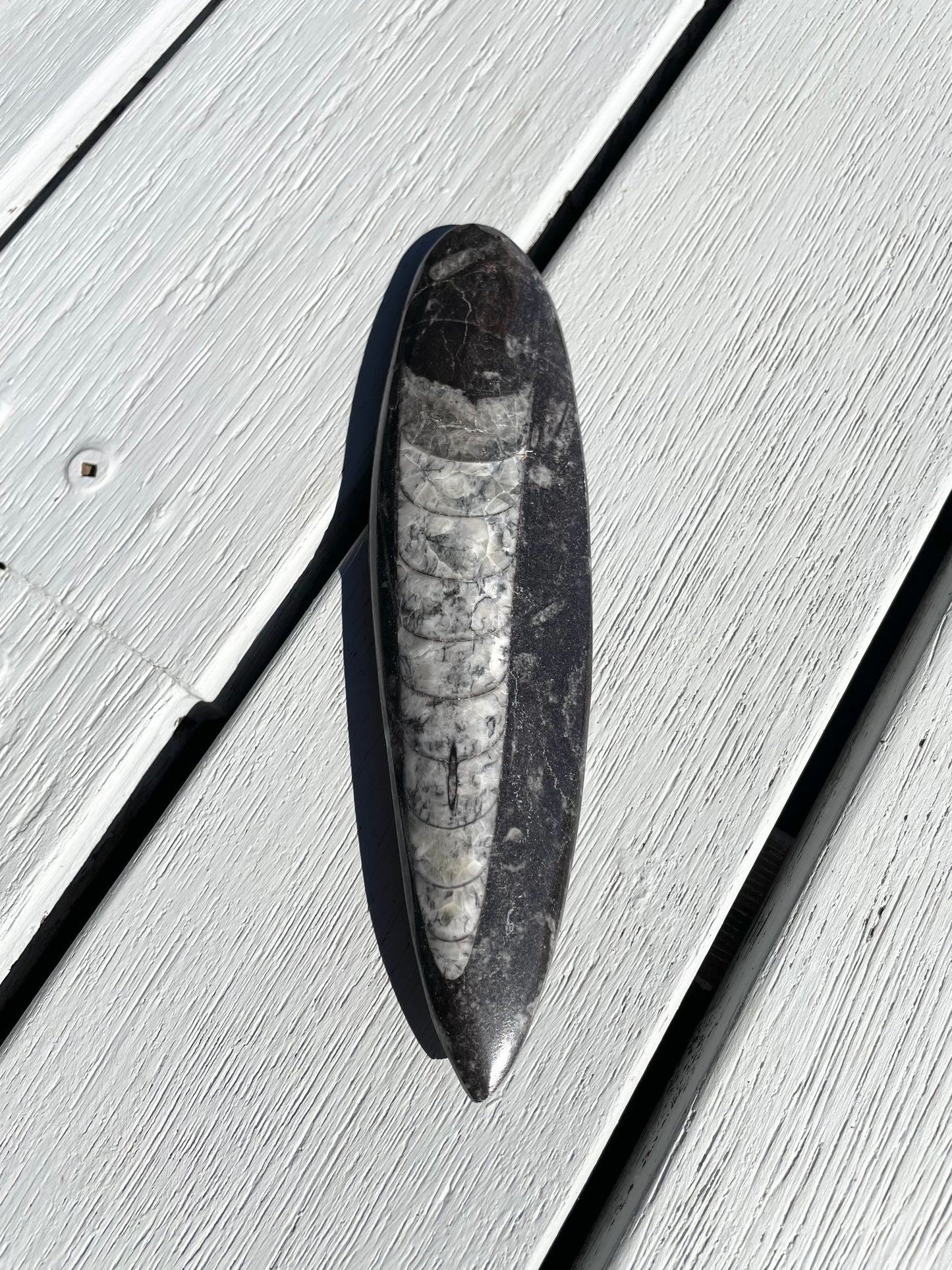 Orthoceras Fossil