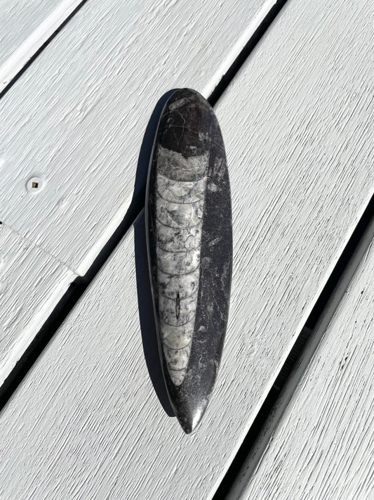 Orthoceras Fossil