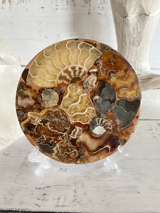 Ammonite Plate ~ 2