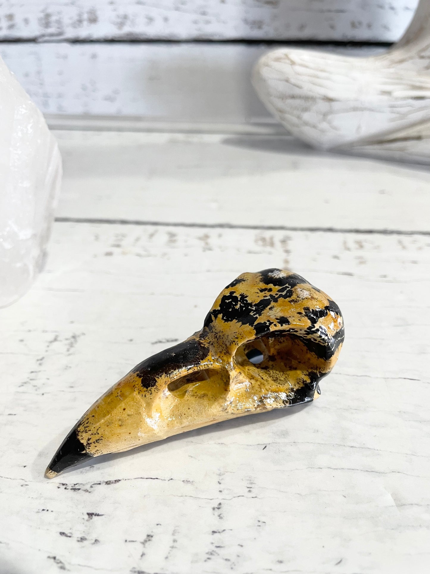Picture Jasper Raven Skull ~ 9