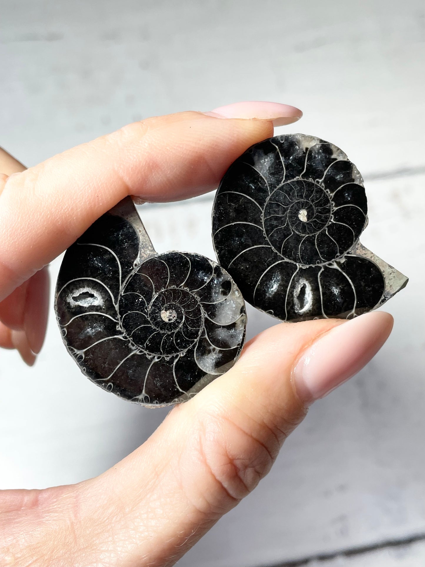 Black Ammonite Fossil Pair