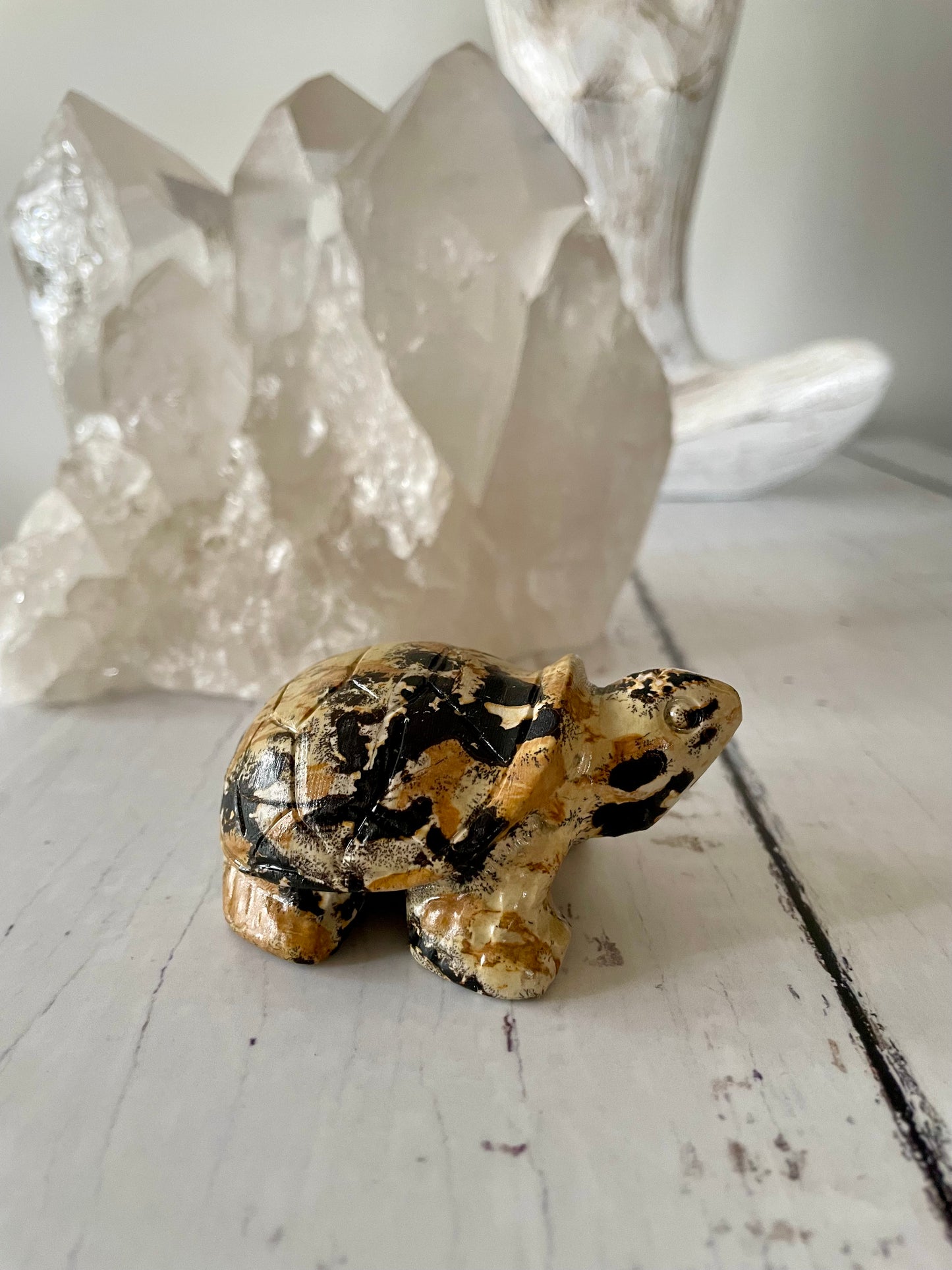 Picture Jasper Turtle