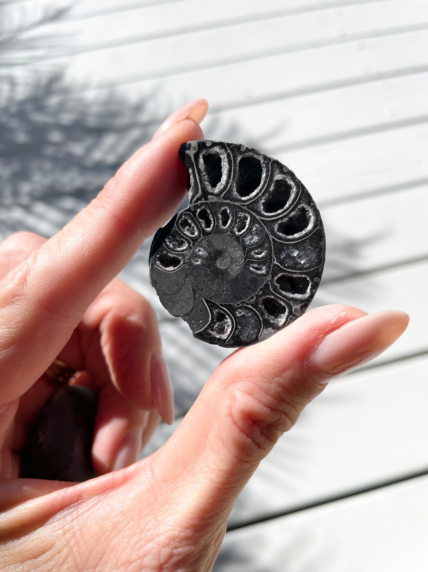 Black Ammonite Fossil Pair