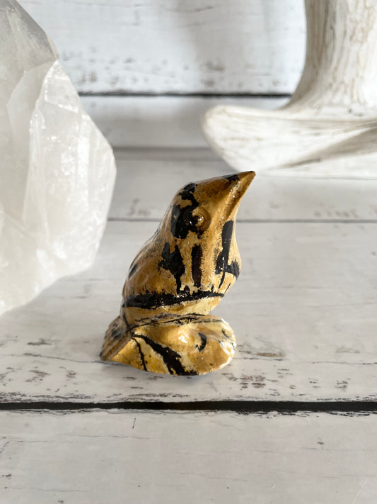 Picture Jasper Robin ~ 12