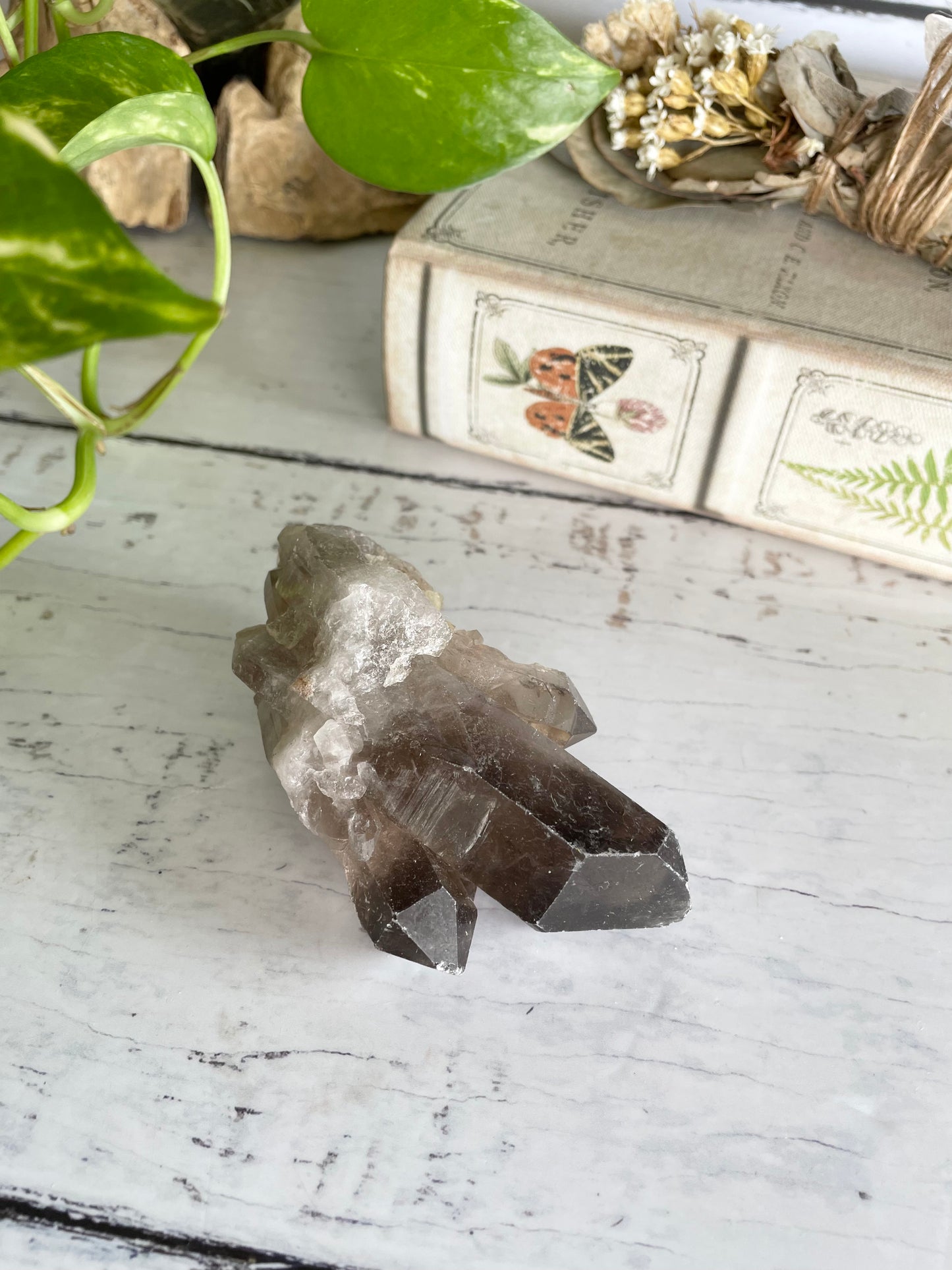 Smoky Quartz Cluster