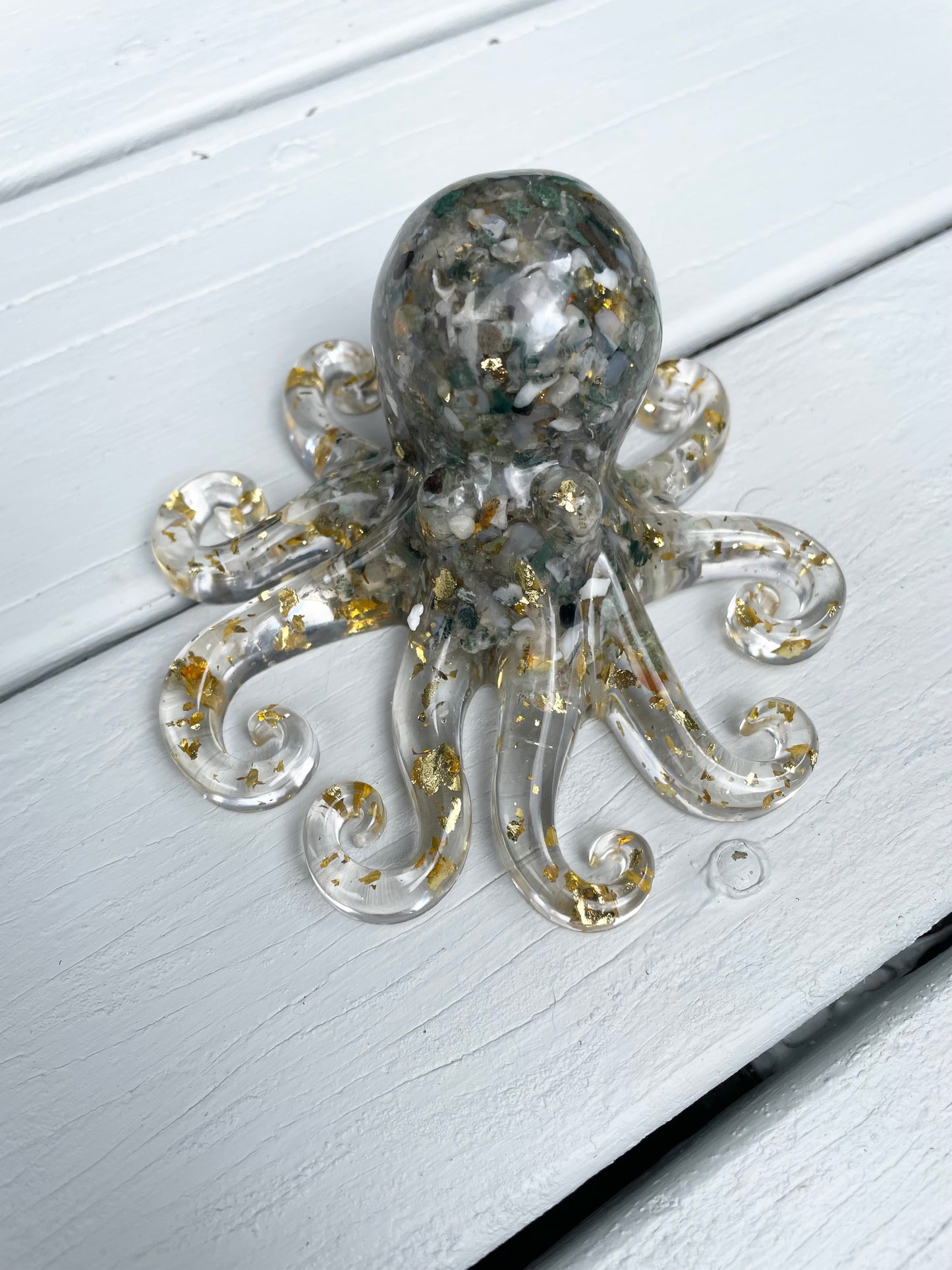 Indian Agate Octopus