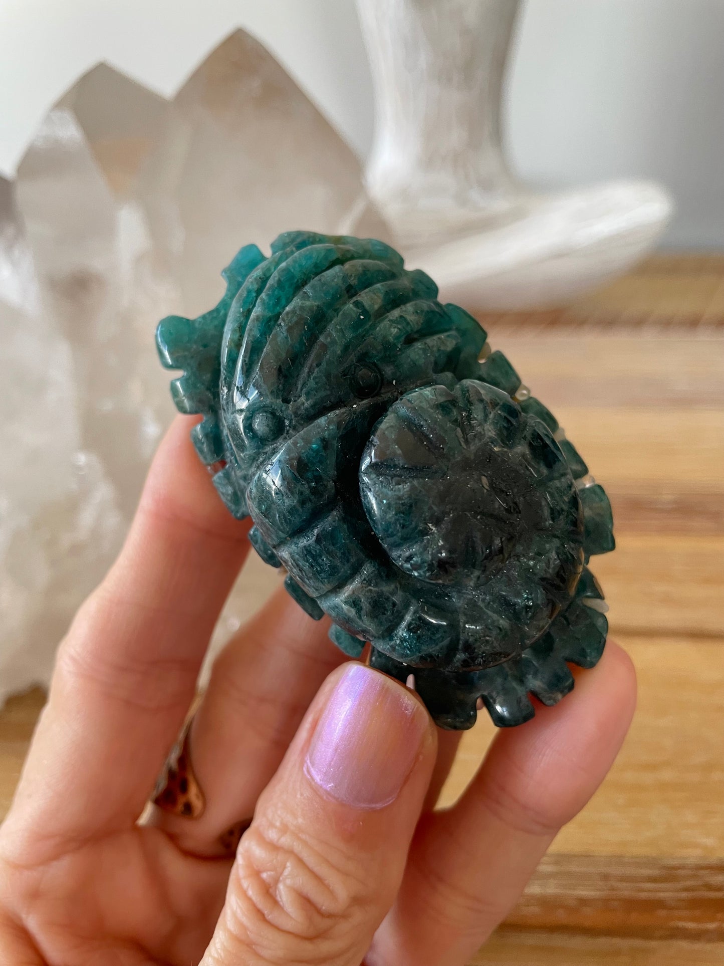 Apatite Nautilus