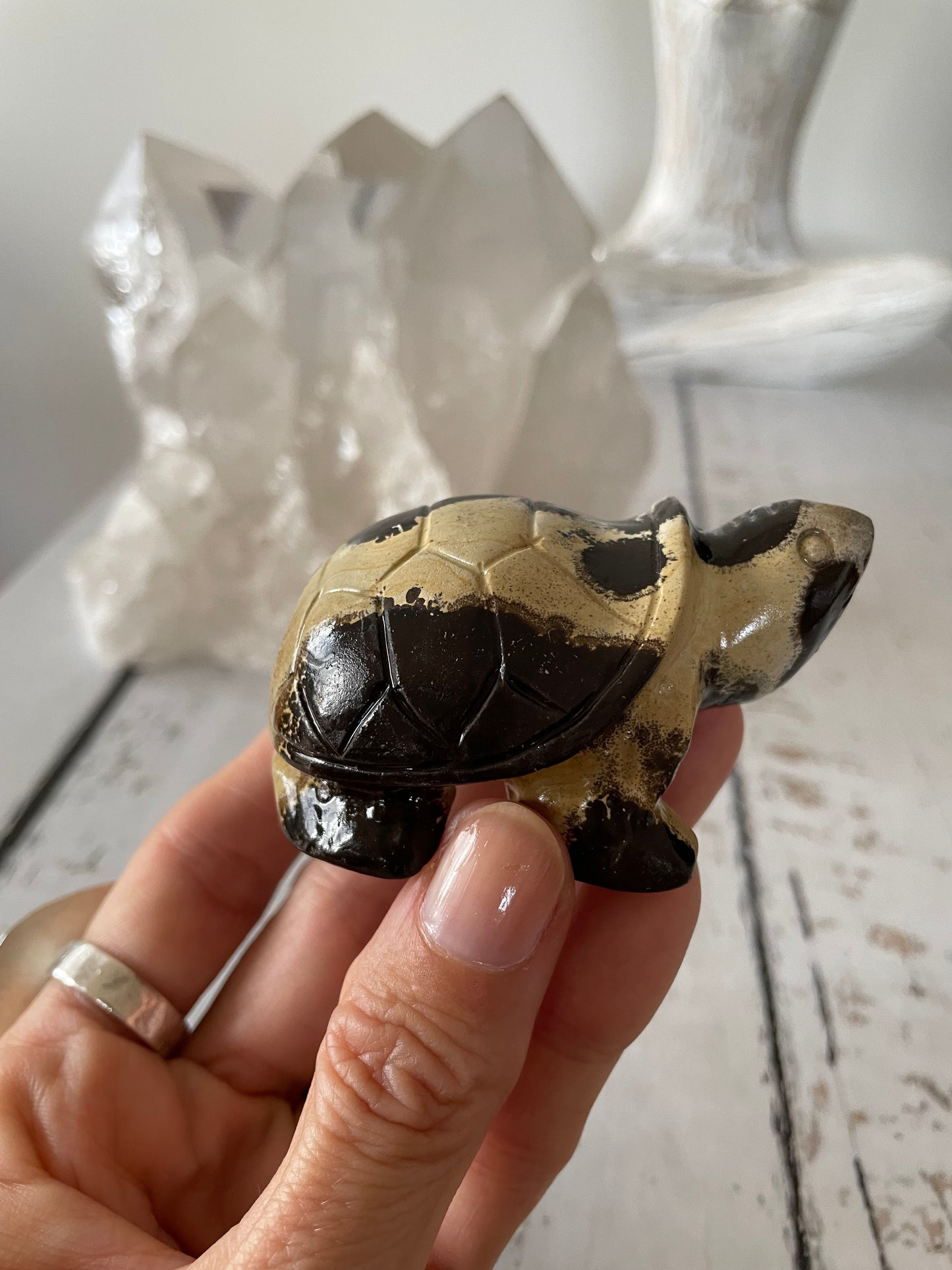 Picture Jasper Turtle