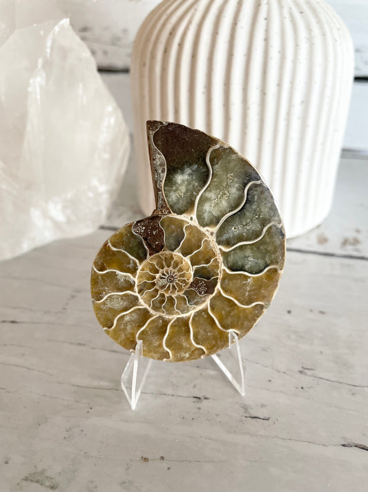 Ammonite Fossil