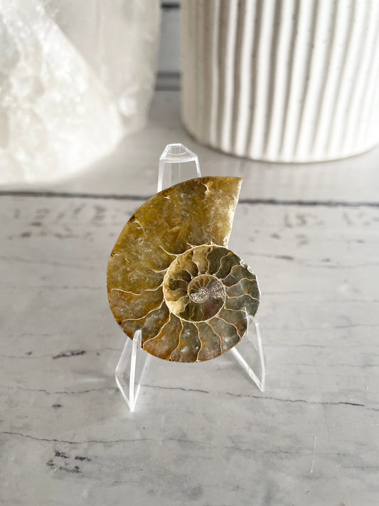 Ammonite Fossil