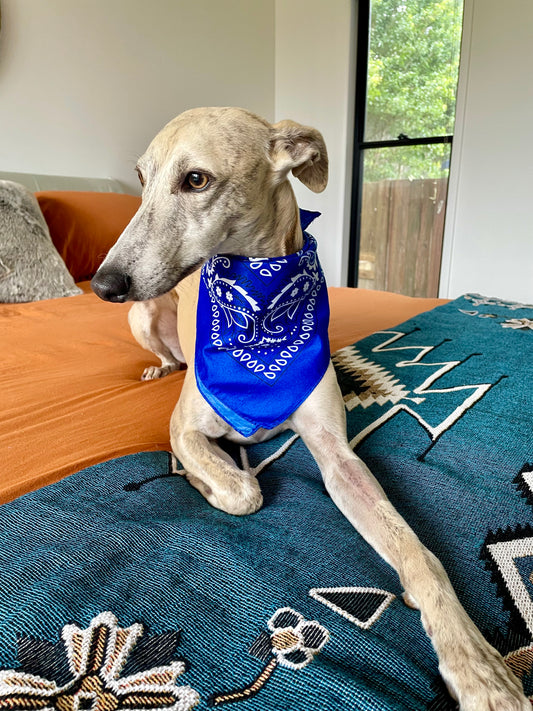 Doggy Bandana ~ Blue Steele