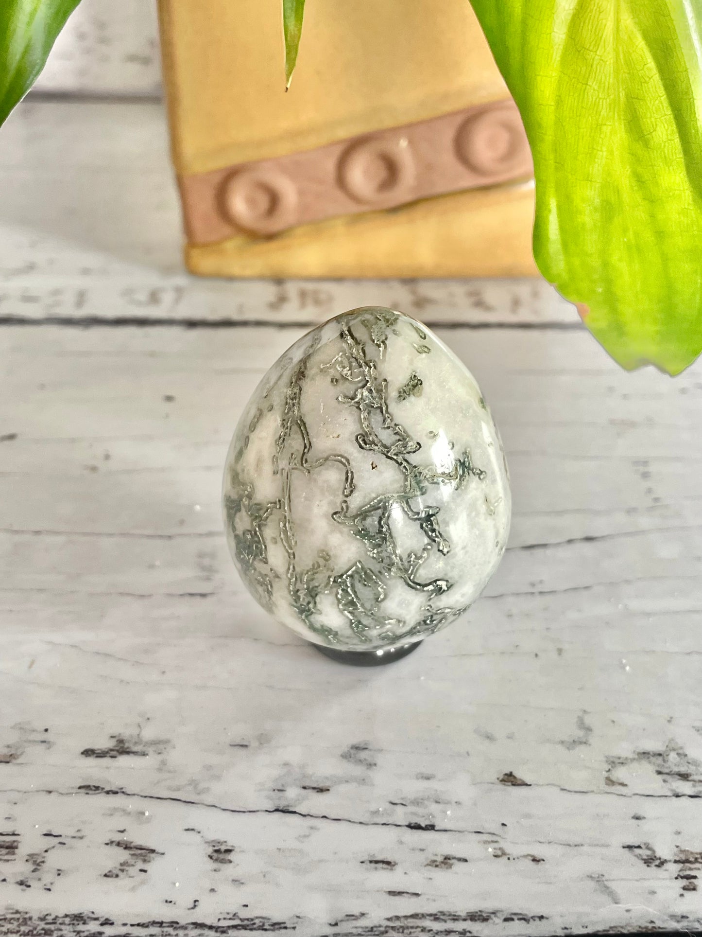 Tree Agate Egg with holder