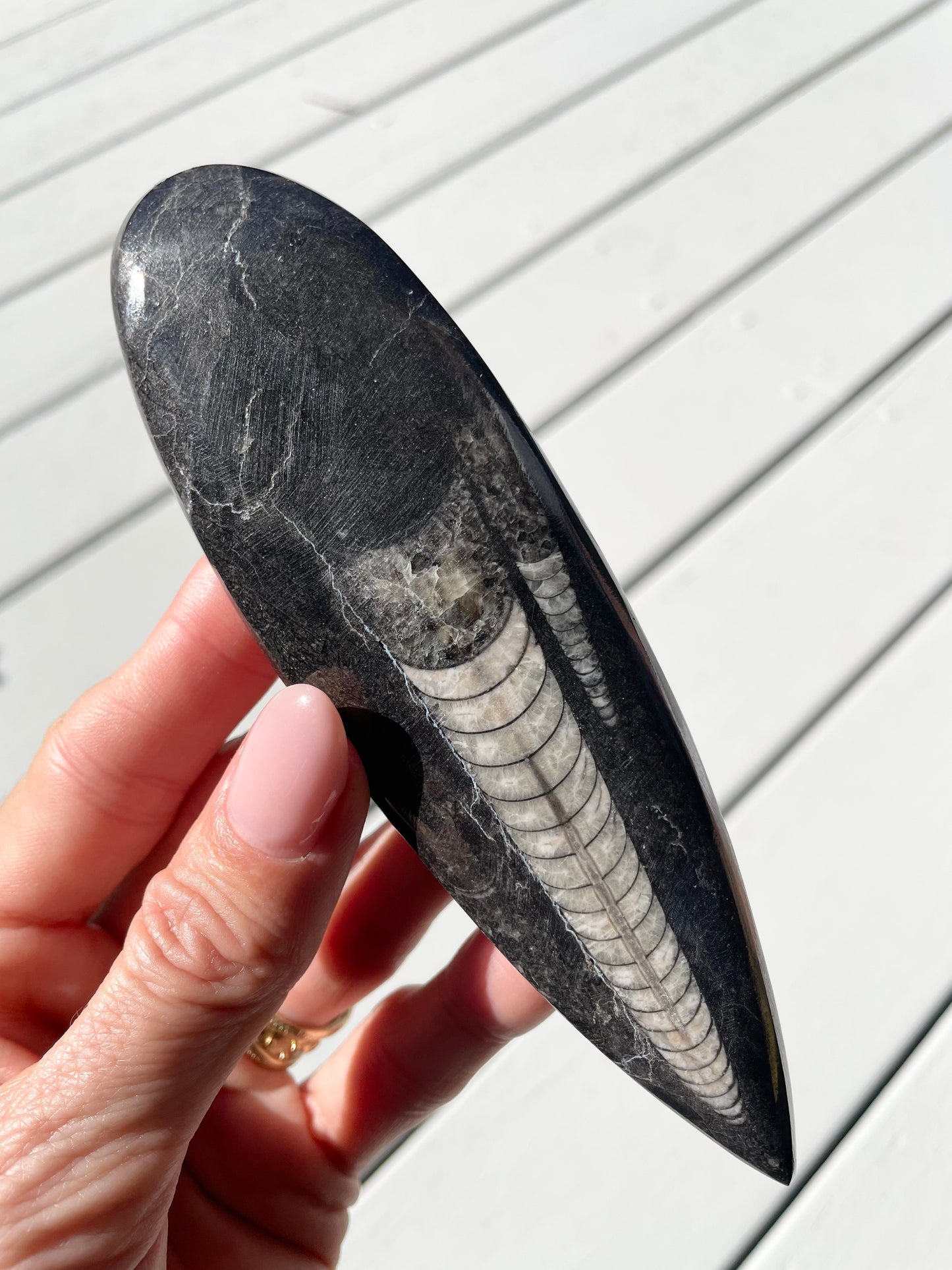 Orthoceras Fossil