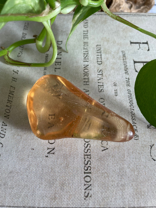 Copal Fossil ~ Amber Columbia