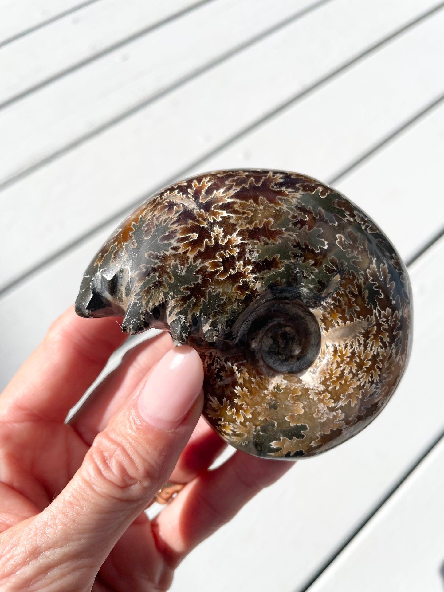 Ammonite Fossil