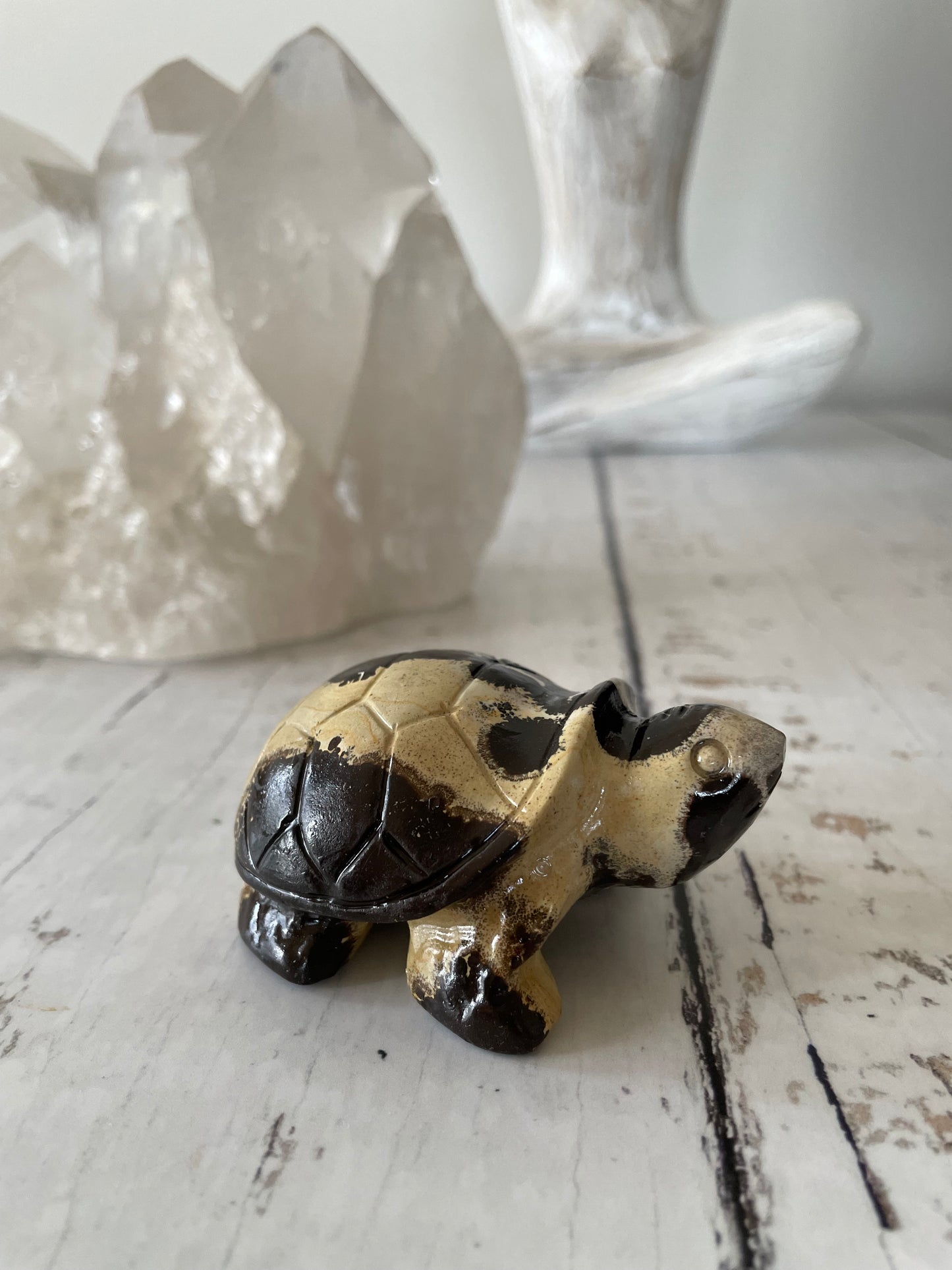 Picture Jasper Turtle