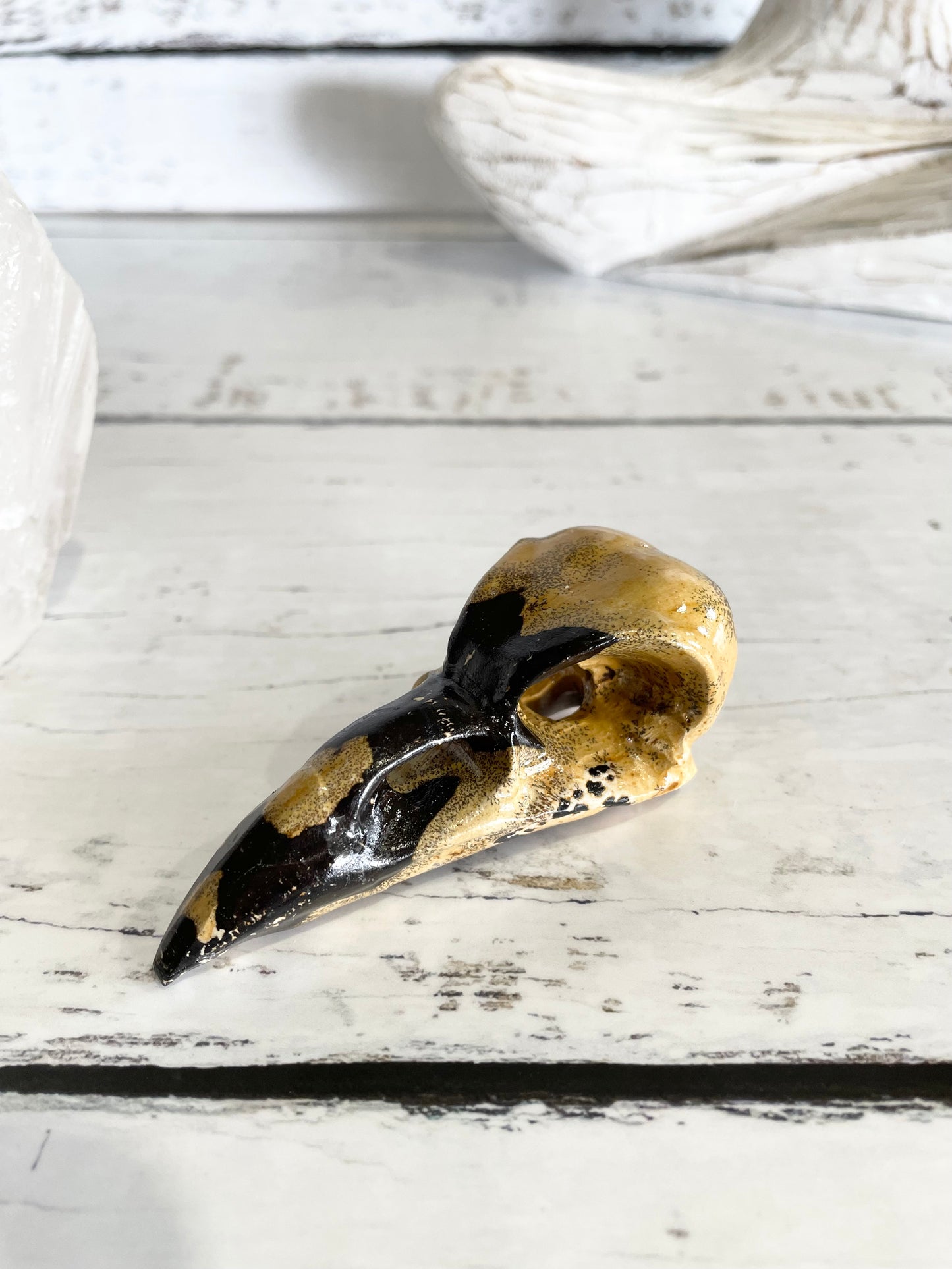 Picture Jasper Raven Skull ~ 4