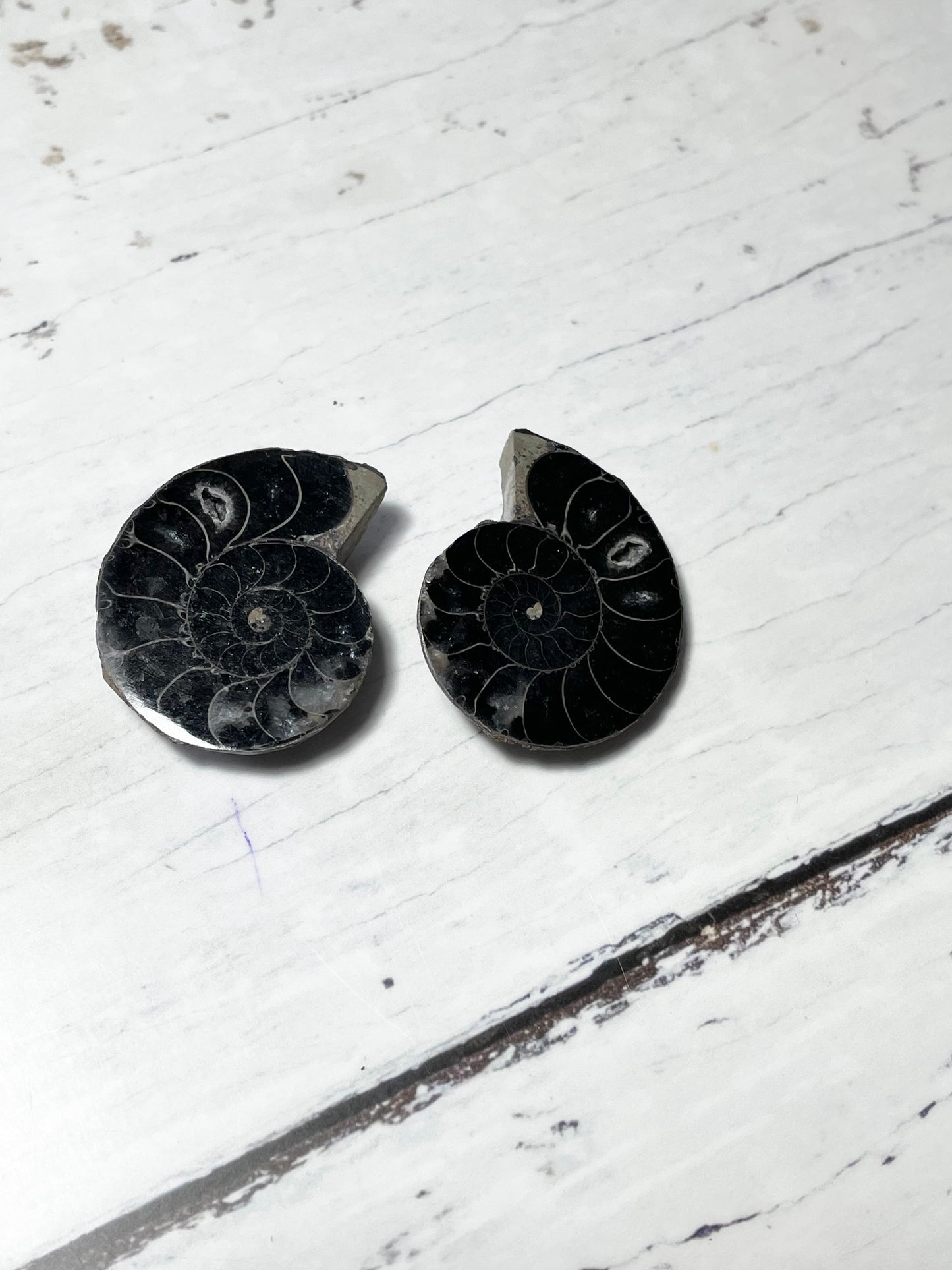 Black Ammonite Fossil Pair