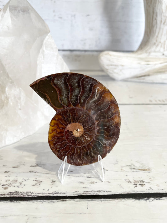 Ammonite