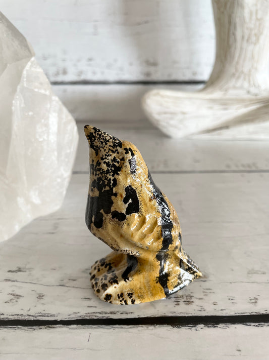 Picture Jasper Robin ~ 13