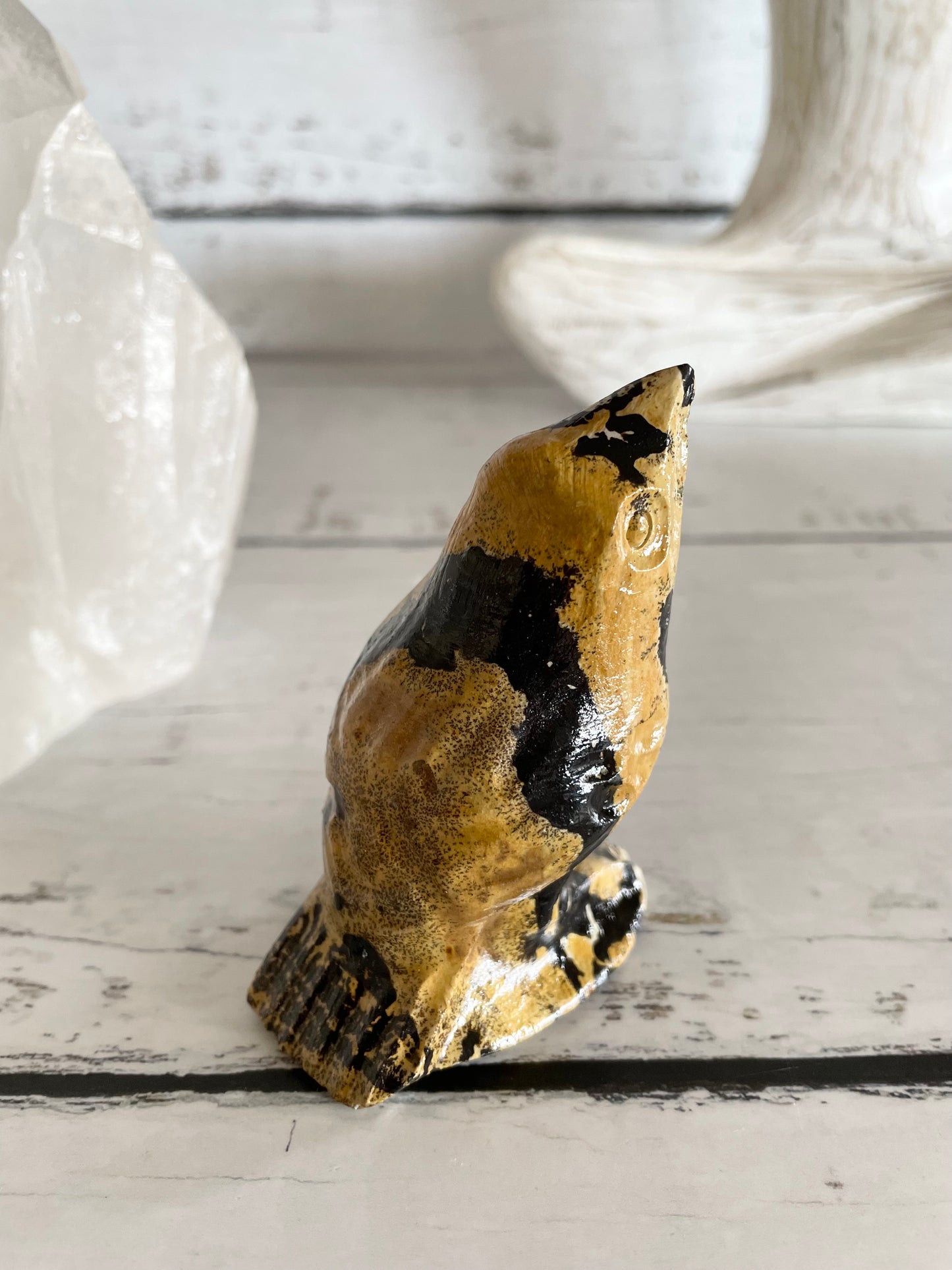 Picture Jasper Robin ~ 13