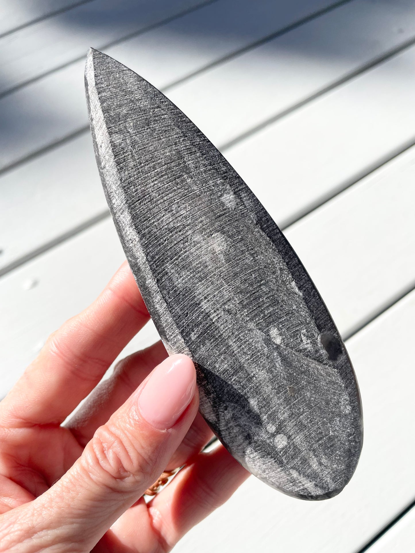 Orthoceras Fossil