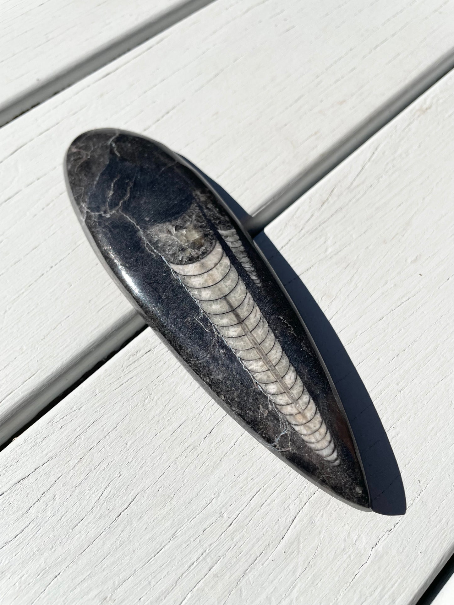 Orthoceras Fossil