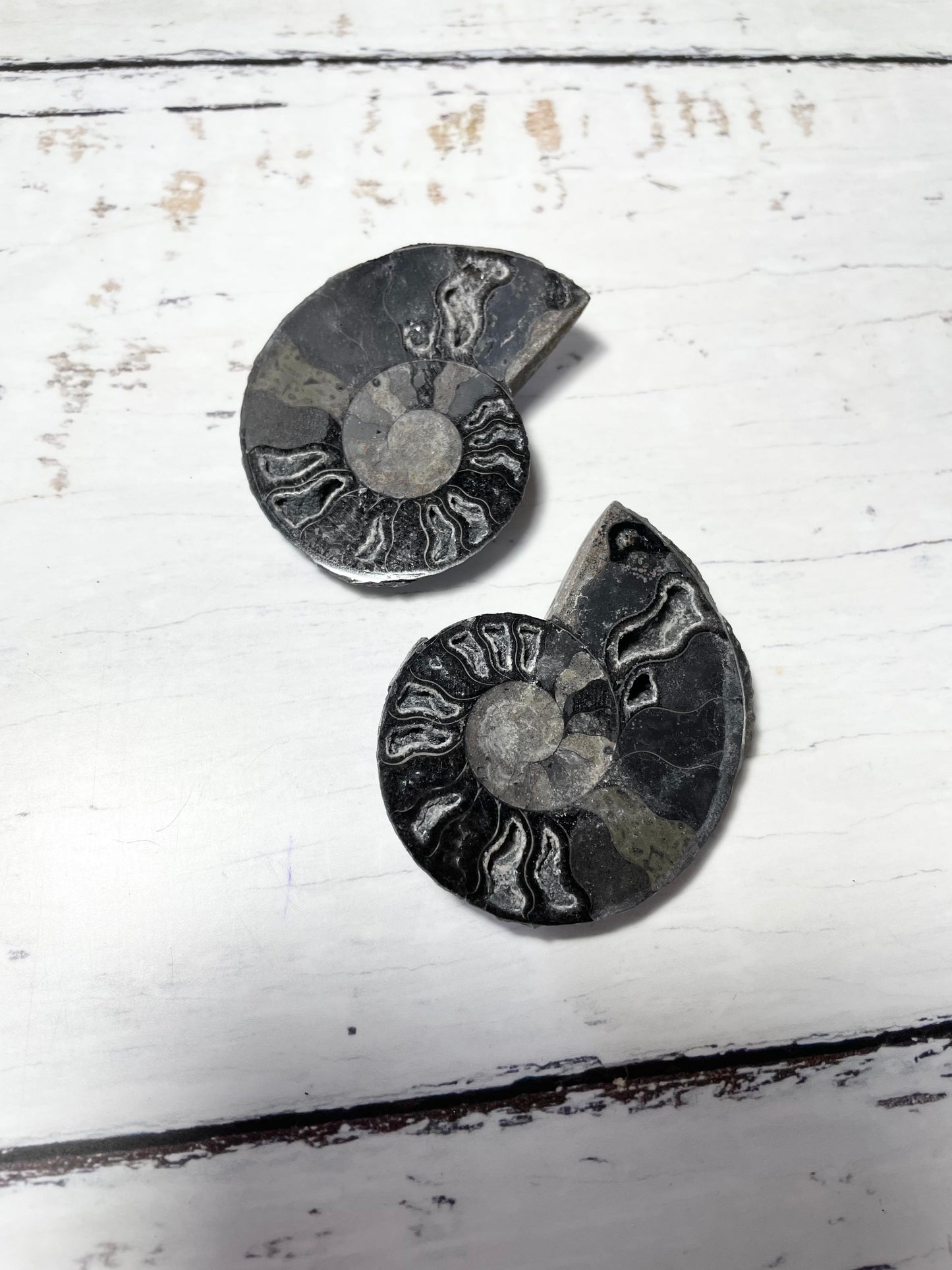 Black Ammonite Fossil Pair