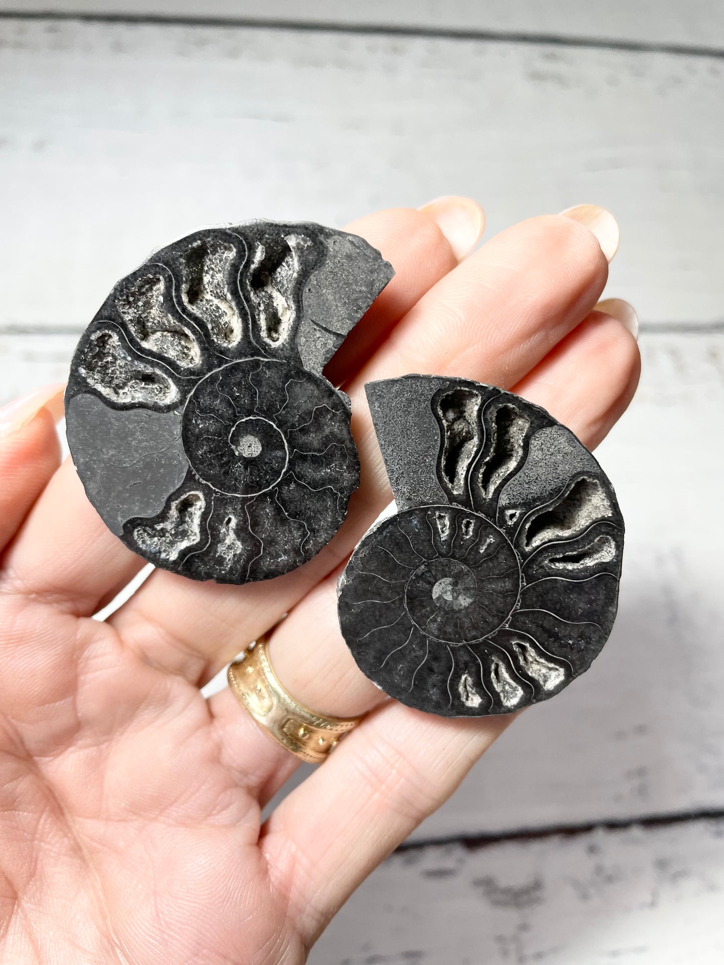 Black Ammonite Fossil Pair
