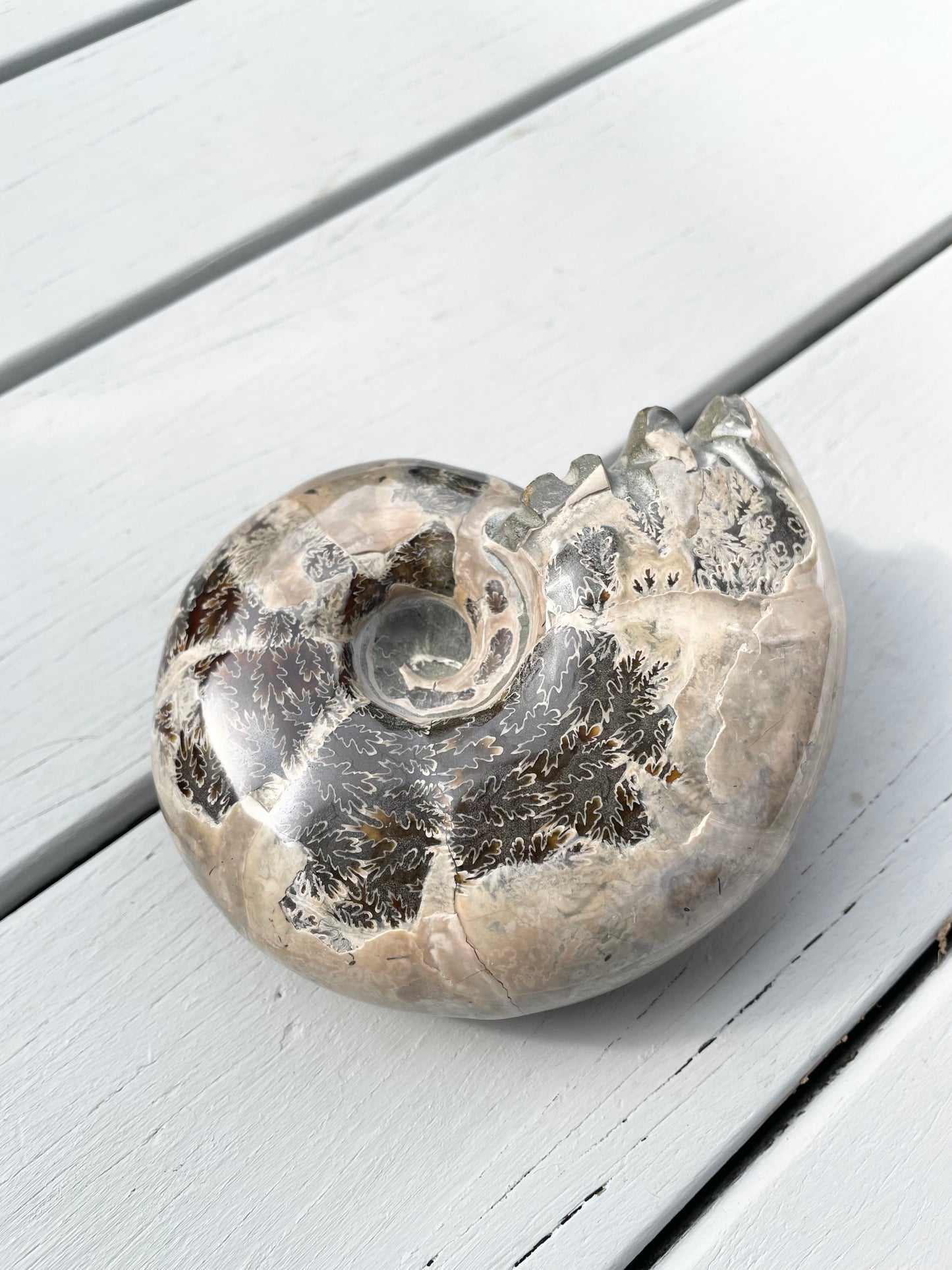 Ammonite Fossil