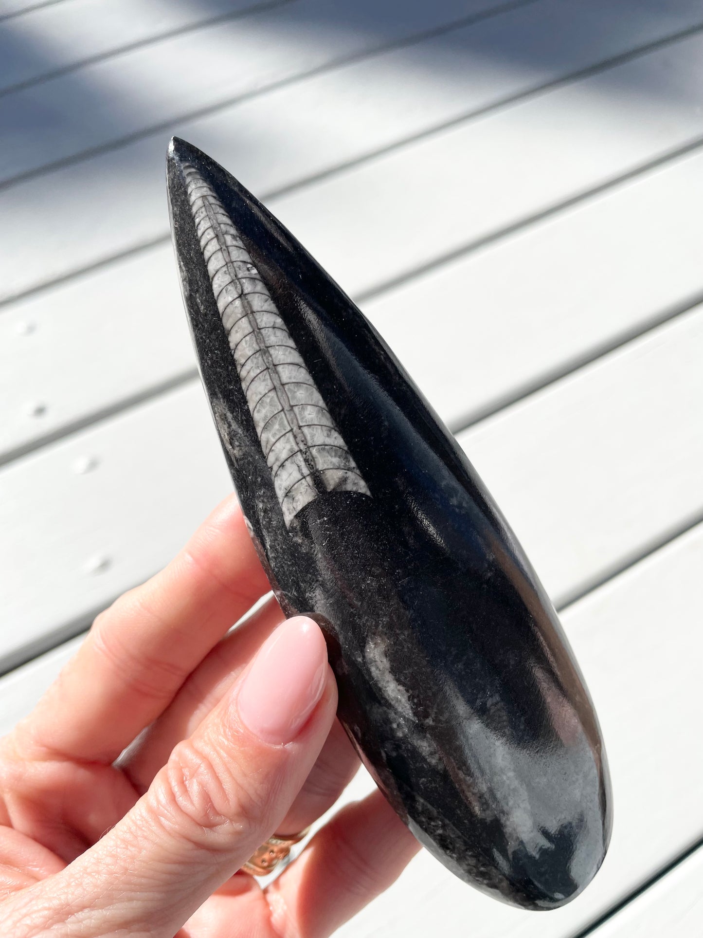 Orthoceras Fossil